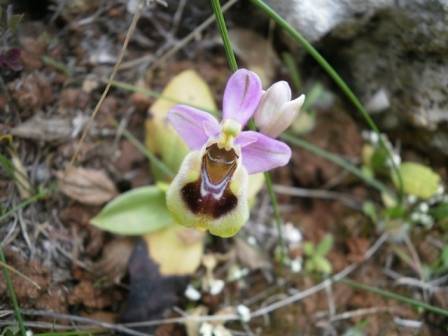 Creta, flora